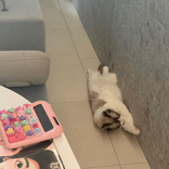 478300111_ TikTok live recordings