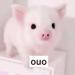 aliarxms8hi