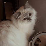 emzms TikTok live recordings