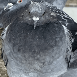fattestpigeons TikTok live recordings