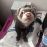 ferretluv
