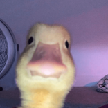 fqhhhhhhh