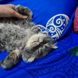 joujoucat TikTok live recordings