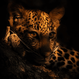 leopardabonita
