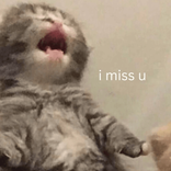 lindy_0v0