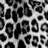 nrqash_0