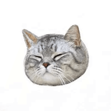 nyan._.00