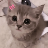 nyanco2._