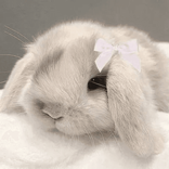 ohhbunnie TikTok live recordings