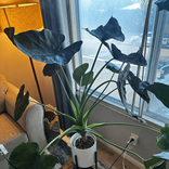 pipersplants39