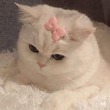 praepowderyy TikTok live recordings