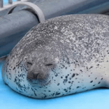 seal.seal.for.babes