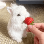 sugarinbunny