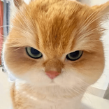 thatsaneen2547 TikTok live recordings