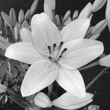 txnja.04